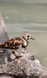 Nesting ruddy turnstone wading bird arenaria interpres along the shoreline of barefoot beach