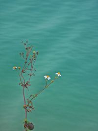 High angle view of plant