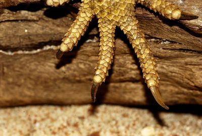 High angle view of a lizard