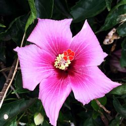 Close-up of pink flower