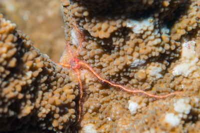 Close-up of crab in sea