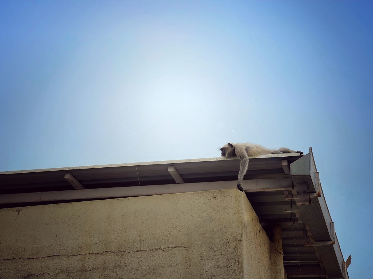 sky, blue, architecture, sunlight, light, low angle view, wall, clear sky, built structure, roof, reflection, copy space, animal, no people, animal themes, building exterior, nature, house, day, wood, one animal, white, animal wildlife, outdoors, morning, wall - building feature, building, mammal