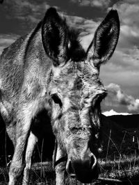 Portrait of horse on field against sky