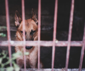 Portrait of dog in cage