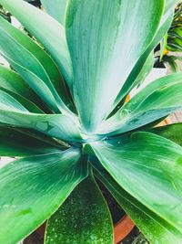 Full frame shot of green plant