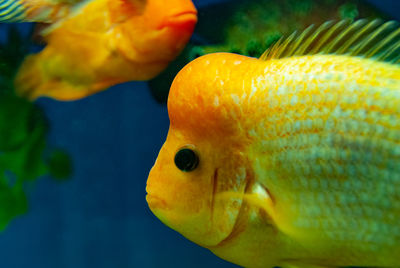 Close-up of fish swimming in sea