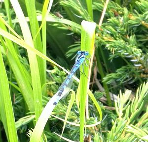 Close-up of grass growing on field