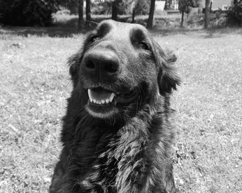 Close-up of dog on field