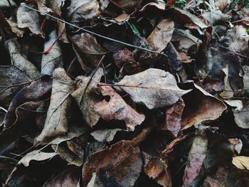 Close-up of dry leaves on ground