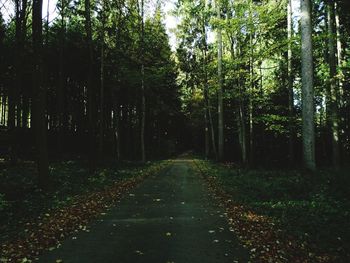 Road amidst trees in forest