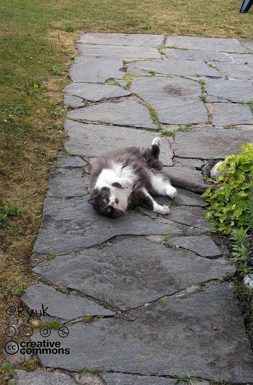 pets, dog, domestic animals, animal themes, mammal, outdoors, one animal, high angle view, day, no people, lying down, looking at camera, portrait, grass, nature