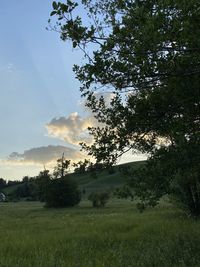 Scenic view of field against sky