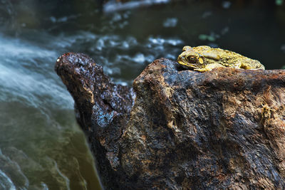 Close-up of frog on rock