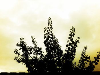 Low angle view of trees against sky