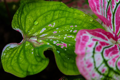 Close-up of pink flowers