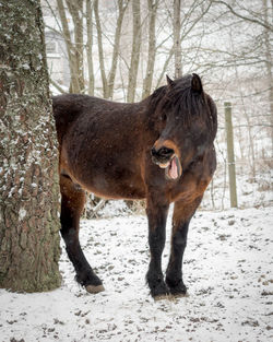 Horse standing on field during winter