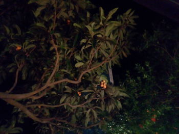 Close-up of lizard on tree at night