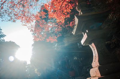 Sun shining over trees against sky