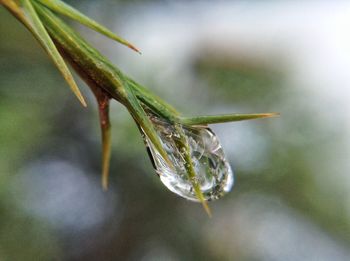 Close-up of water drops on leaf