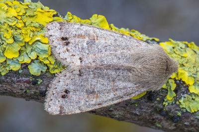 Close-up of lichen on tree trunk