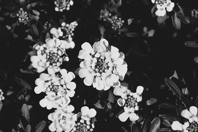 Close-up of flowers