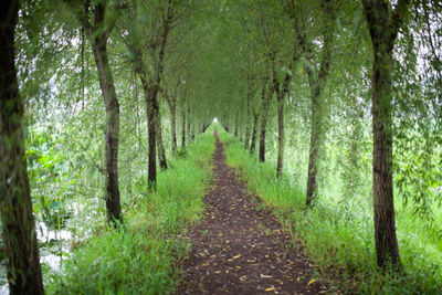 Footpath amidst trees in forest