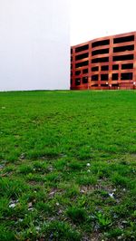 Trees on grassy field