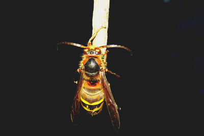 Close-up of insect against black background