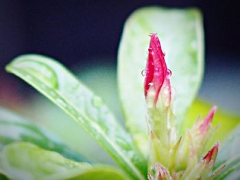 Close-up of red flower