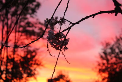 Low angle view of silhouette flowering plant against sky during sunset
