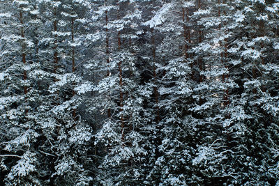 Full frame shot of tree