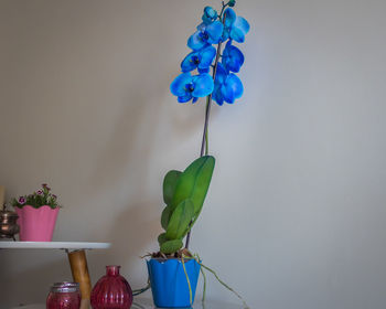 Close-up of plant in vase against blue wall