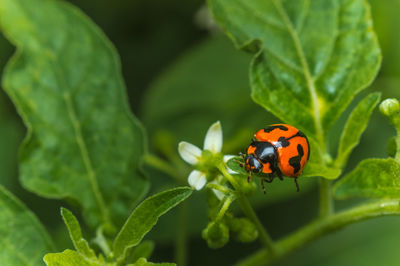 Close-up of ladybug on plant