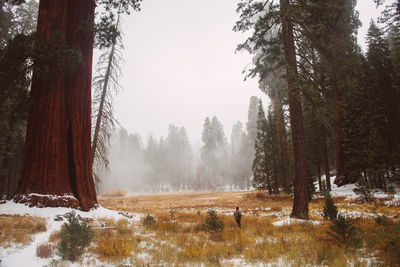 Trees on snow covered land against sky