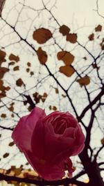 Close-up of pink rose