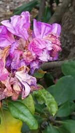 Close-up of purple flowers blooming outdoors