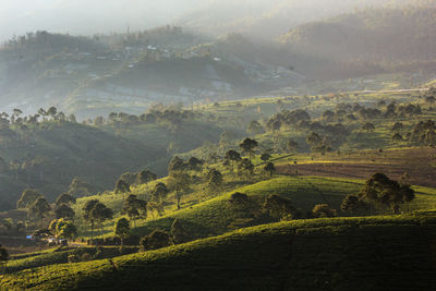 Scenic view of agricultural field