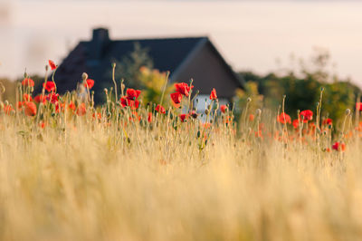 Close-up of red poppy flowers on field