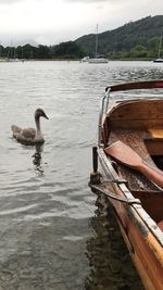 Swan swimming on lake against sky