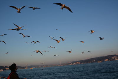 Flock of birds flying over sea