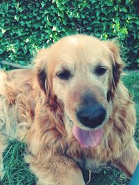 Close-up portrait of dog on field