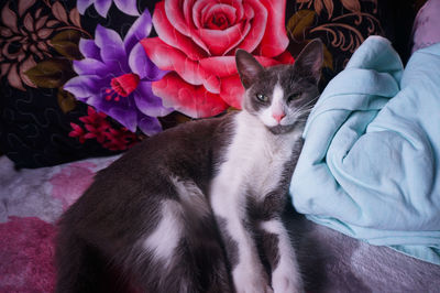 Portrait of cat sitting on bed at home