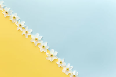 Summertime collection flat lay on yellow and blue background with ornate of flower heads of daffodil