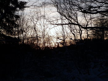 Silhouette bare trees in forest against sky