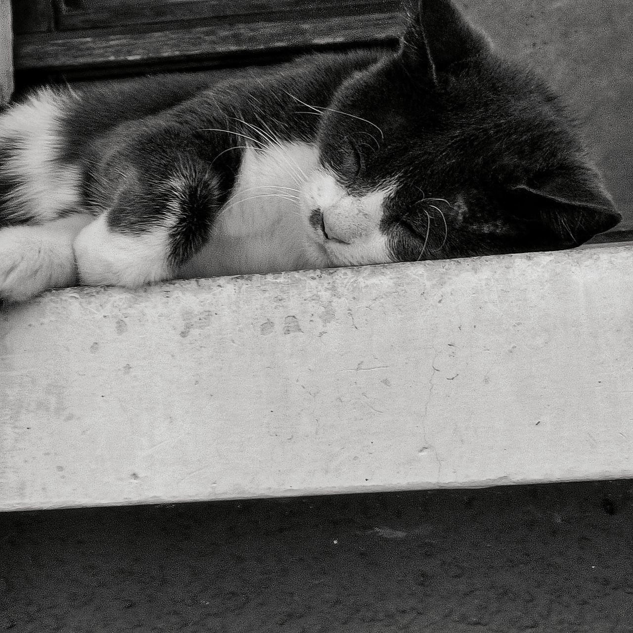 animal, animal themes, mammal, black, domestic animals, pet, white, one animal, cat, relaxation, black and white, domestic cat, feline, monochrome, sleeping, monochrome photography, resting, lying down, no people, small to medium-sized cats, whiskers, eyes closed, felidae, nose, kitten, close-up, animal body part, carnivore, day