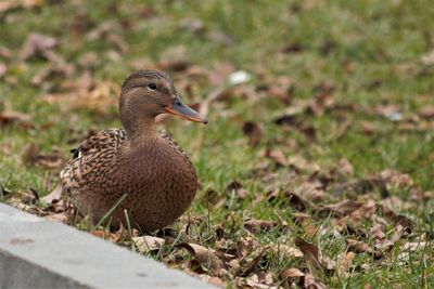 Close-up of a bird on field