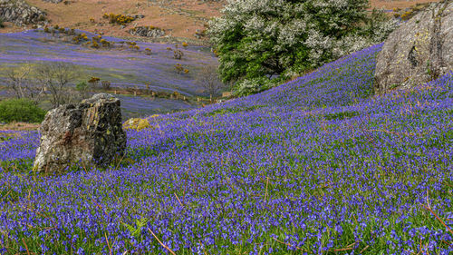 The carpet of bluebells at rannerdale grow in open hillside, with most of the valley turning blue 