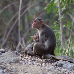 Monkey sitting in forest