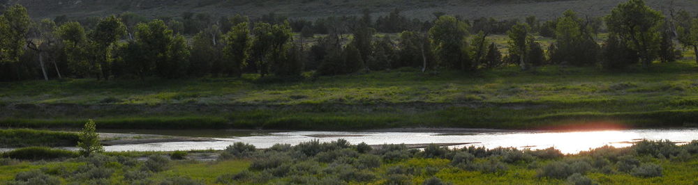 Scenic view of river by trees in forest