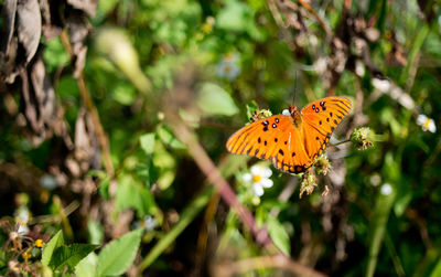 Butterfly perching on leaf